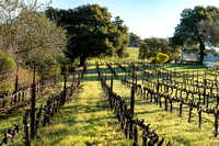 2023-03-08 | Capa and Neighboring Vineyards