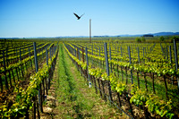 RSV_L_2011-04-29_08-38-41_3224