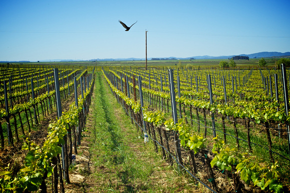 RSV_L_2011-04-29_08-38-41_3224