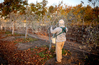 2020-10-21 | Olive Harvest