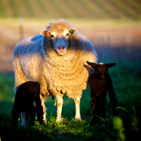 Sheep and Lambs 2015