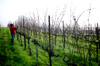 Pruning Capa Vineyard Jan 06, 2011