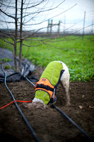 Truffle Orchard